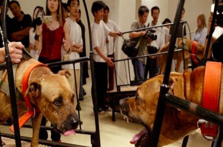Guggenheim Museum “Dogs on Treadmills” Green Energy Plan Announced