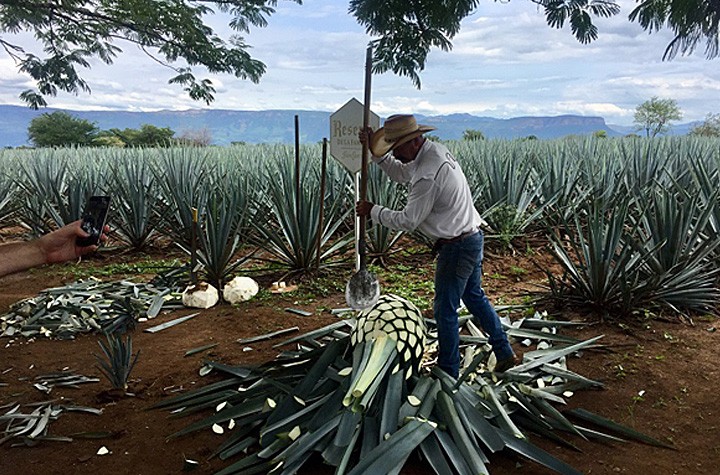 Everything I know about tequila I learned from Abraham Cruzvillegas