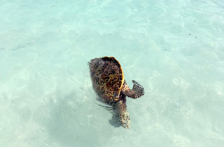 A Celebration Of Water: Jitka Hanzlova’s Photographs at Yancey Richardson Gallery by Donald Kuspit
