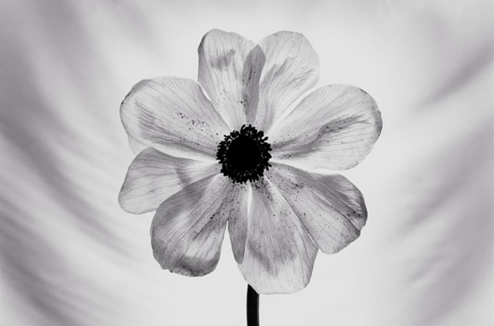 Lynn Stern ‘Echoes of Light’ at Obscura Gallery