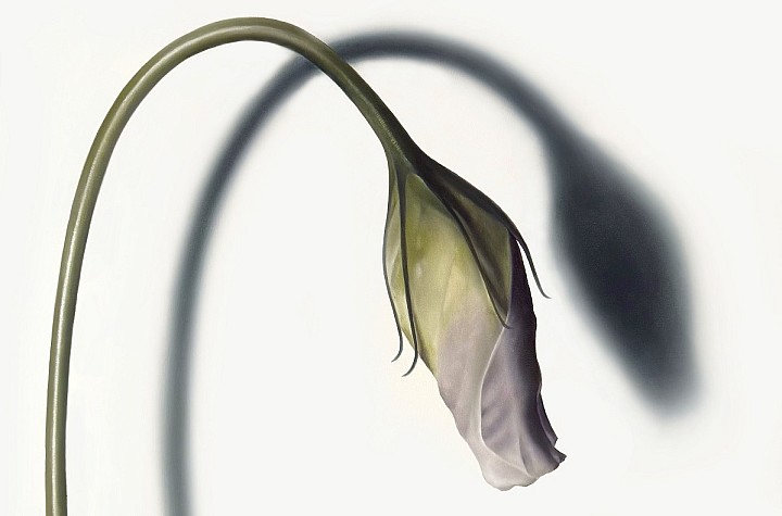 Renée Levin: Impermanence and Mirroring Life