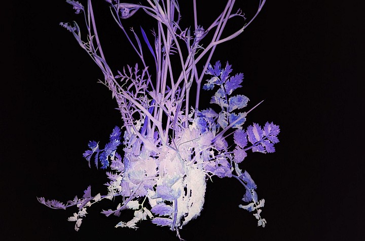 Making Visible Difficult Histories: Interview with Wendy McMurdo for ‘Radical Botany: The Politics of Flowers’ at Alice Austen House